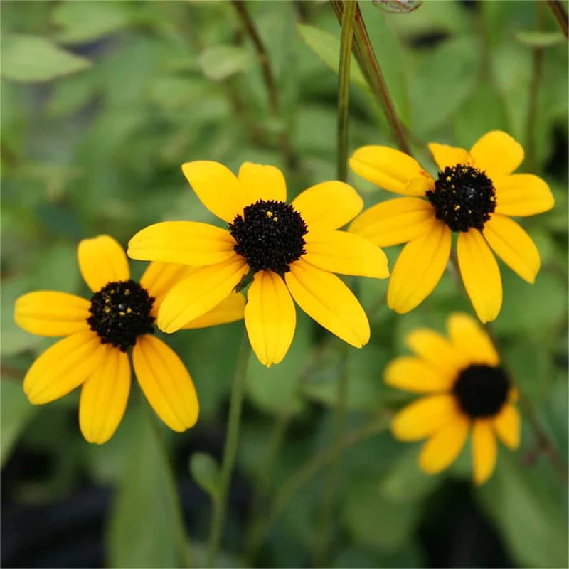 Yellow Rudbeckia Triloba Flower seeds for Planting Hardy Variety Heirloom & GMO Free Seeds for Home Garden 
 
 Sale seeds for home garden planting