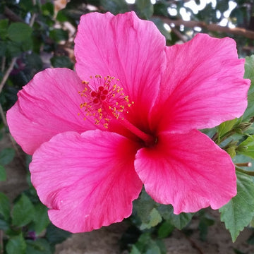 Hibiscus RosaSinensis Flower seeds for Planting Pollinator Friendly Heirloom & GMO Free Seeds for Home Garden 
 
 Sale seeds for home garden planting