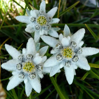 Heirloom Leontopodium Alpinum Flower seeds for Planting Long Bloom Season Heirloom & GMO Free Seeds for Home Garden
