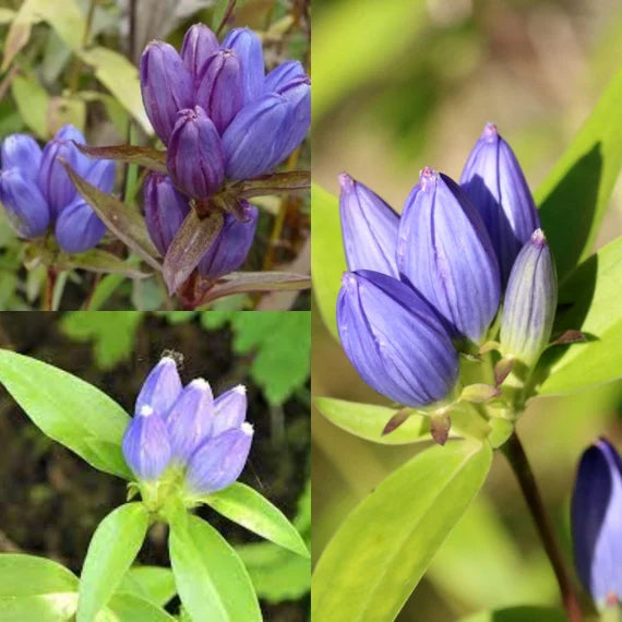 Gentian Flower seeds for Planting - Colorful Display, Heirloom & GMO Free Seeds for Home Garden
 
 Sale seeds for home garden