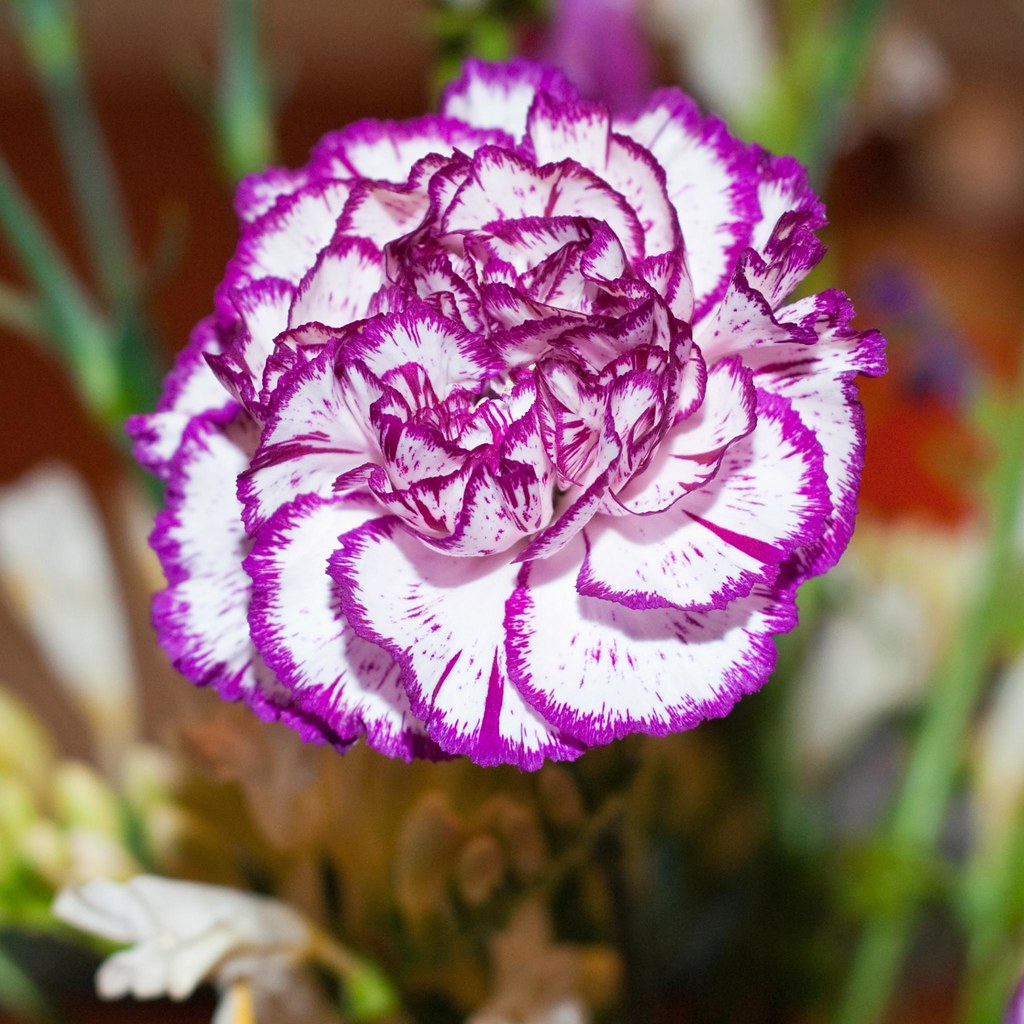 Violet White Carnation Flower seeds for Planting Colorful Display Heirloom & GMO Free Seeds for Home Garden
 
 Sale seeds for home garden planting