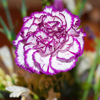 Violet White Carnation Flower seeds for Planting Colorful Display Heirloom & GMO Free Seeds for Home Garden
 
 Sale seeds for home garden planting