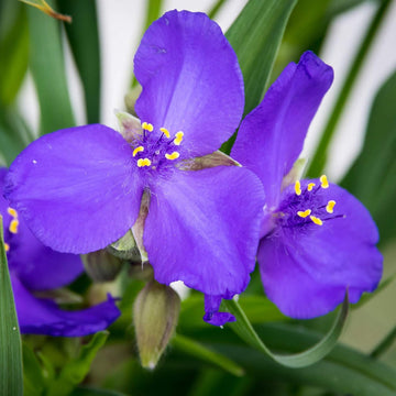 Purple Spiderwort Flower Seeds Flower seeds for Planting Fragrant Blossoms Heirloom & GMO Free Seeds for Home Garden
 
 Sale seeds for home garden planting
