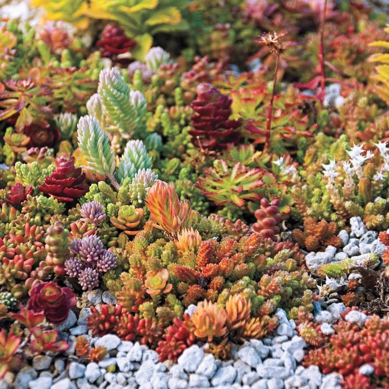 Mix Color Sedum Succulent Flower seeds for Planting Drought Tolerant Heirloom & GMO Free Seeds for Home Garden
 
 Sale seeds for home garden planting