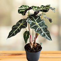 Alocasia Flower seeds for Planting - Wildflower Mix, Heirloom & GMO Free Seeds for Home Garden
 
 Sale for planting in home garden