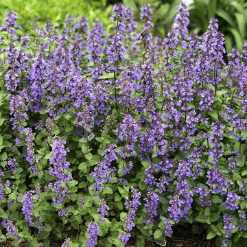 Nepeta Mussinii Flower seeds for Planting Hardy Variety Heirloom & GMO Free Seeds for Home Garden 
 
 Sale seeds for home garden planting