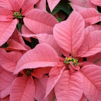 Light Pink Euphorbia Pulcherrima Flower seeds for Planting - Pollinator Friendly, Heirloom & GMO Free Seeds for Home Garden
 
 Sale seeds for planting in home garden