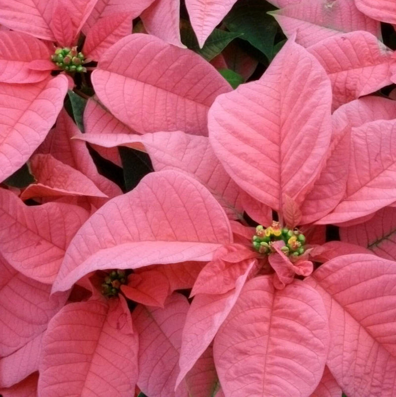 Light Pink Euphorbia Pulcherrima Flower seeds for Planting - Pollinator Friendly, Heirloom & GMO Free Seeds for Home Garden
 
 Sale seeds for planting in home garden