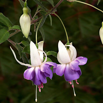 Purple White Fuchsias Flower seeds for Planting Drought Tolerant Heirloom & GMO Free Seeds for Home Garden 
 
 Sale seeds for home garden planting