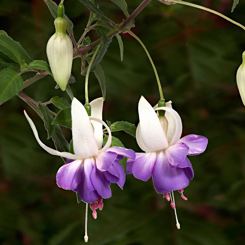 Purple White Fuchsias Flower seeds for Planting Drought Tolerant Heirloom & GMO Free Seeds for Home Garden 
 
 Sale seeds for home garden planting