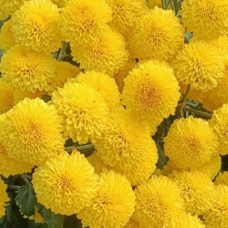 Yellow Chrysanthemum Flower seeds for Planting - Pollinator Friendly, Heirloom & GMO Free Seeds for Home Garden
Sale seeds for planting in home garden