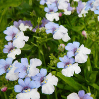 Blue White Nemesia Flower seeds for Planting Shade Tolerant Heirloom & GMO Free Seeds for Home Garden 
 
 Sale seeds for home garden planting