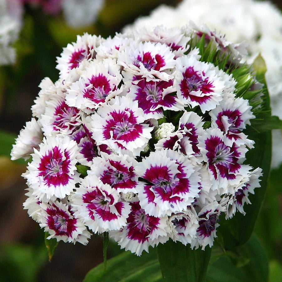 White Violet Dianthus Flower seeds for Planting Perfect for Borders Heirloom & GMO Free Seeds for Home Garden 
 
 Sale seeds for home garden planting