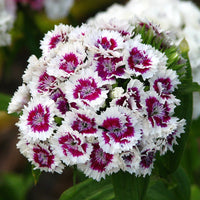 White Violet Dianthus Flower seeds for Planting Perfect for Borders Heirloom & GMO Free Seeds for Home Garden 
 
 Sale seeds for home garden planting