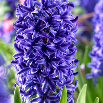 Deep Blue Hyacinth Flower seeds for Planting Sun Loving Heirloom & GMO Free Seeds for Home Garden
 
 Sale seeds for home garden planting