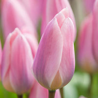 Baby Pink Tulip Flower seeds for Planting Compact Growth Heirloom & GMO Free Seeds for Home Garden 
 
 Sale seeds for home garden planting