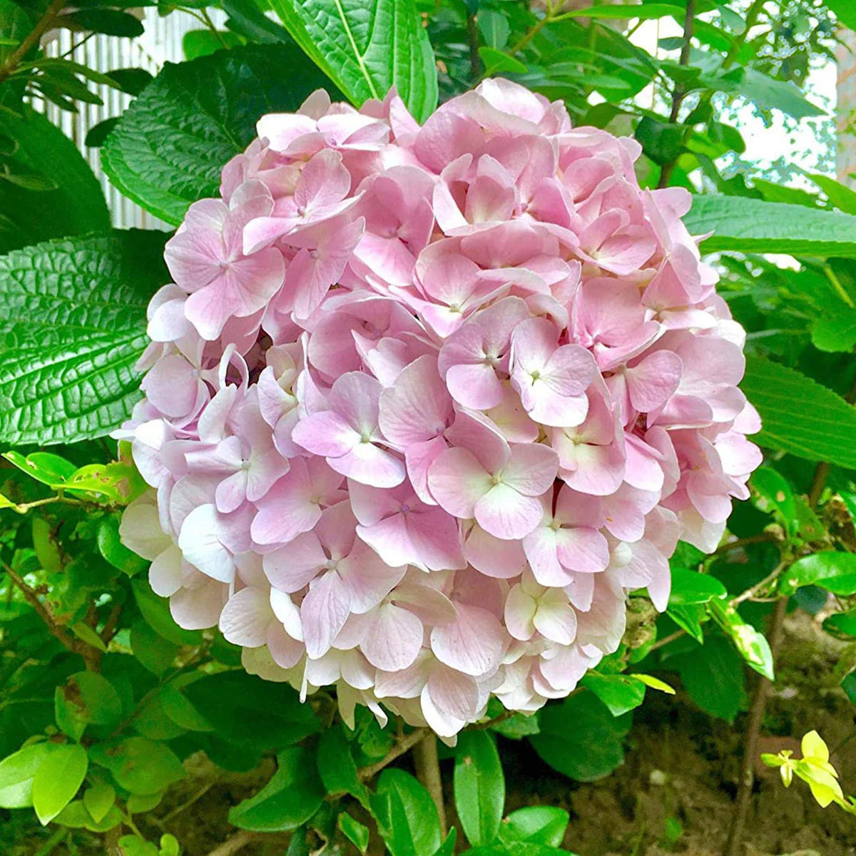 Baby Pink Hydrangea Flower seeds for Planting Premium Quality Heirloom & GMO Free Seeds for Home Garden 
 
 Sale