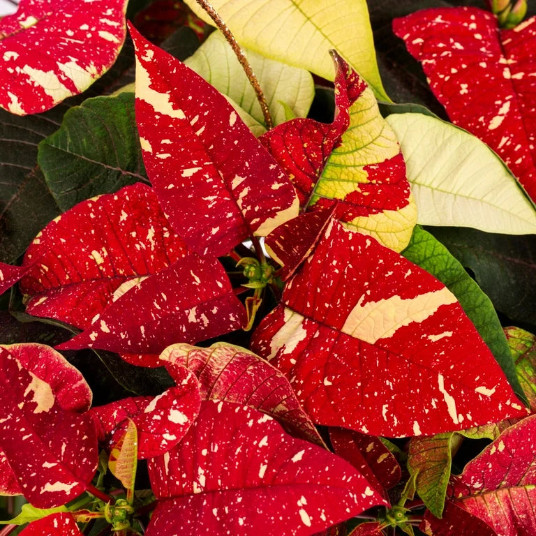 Red White Poinsettia Flower seeds for Planting Low Maintenance Heirloom & GMO Free Seeds for Home Garden 
 
 Sale seeds for home garden planting