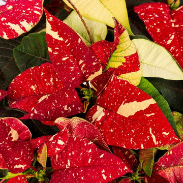Red White Poinsettia Flower seeds for Planting Low Maintenance Heirloom & GMO Free Seeds for Home Garden 
 
 Sale seeds for home garden planting
