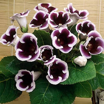 Gloxinia Flower seeds for Planting Sun Loving Heirloom & GMO Free Seeds for Home Garden 
 
 Sale for planting in home garden
