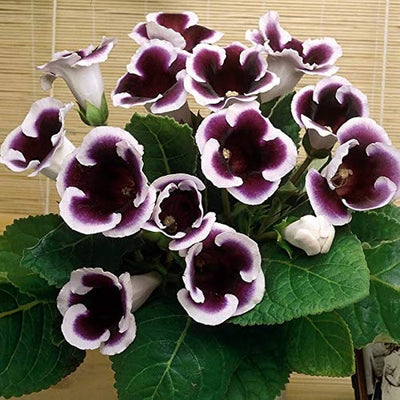 100 Pcs