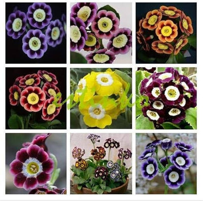 100 Pcs