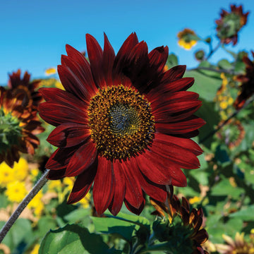 Maroon SunFlower seeds for Planting - Colorful Display, Heirloom & GMO Free Seeds for Home Garden
 
 Sale seeds for planting in home garden