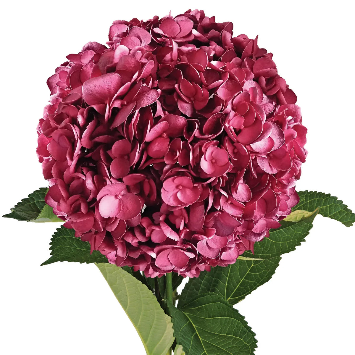 Burgundy Hydrangea Flower seeds for Planting Fragrant Blossoms Heirloom & GMO Free Seeds for Home Garden 
 
 Sale seeds for home garden planting