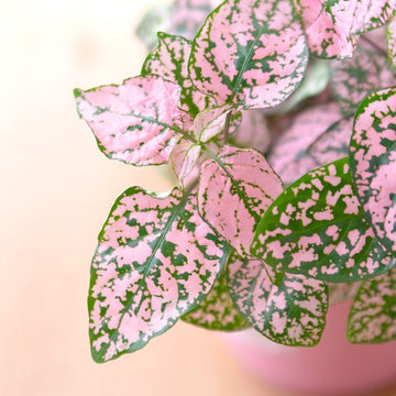 Light Pink Green Hypoestes Flower seeds for Planting Low Maintenance Heirloom & GMO Free Seeds for Home Garden
 
 Sale seeds for home garden planting