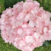 Baby Pink Hydrangea Flower seeds for Planting Premium Quality Heirloom & GMO Free Seeds for Home Garden 
 
 Sale seeds for home garden planting