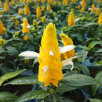 Yellow Crossandra Flower seeds for Planting - Garden Favorite, Heirloom & GMO Free Seeds for Home Garden
 
 Sale seeds for planting in home garden