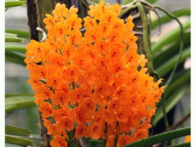 Light Yellow Ascocentrum Flower seeds for Planting - Hardy Variety, Heirloom & GMO Free Seeds for Home Garden
 
 Sale seeds for planting in home garden