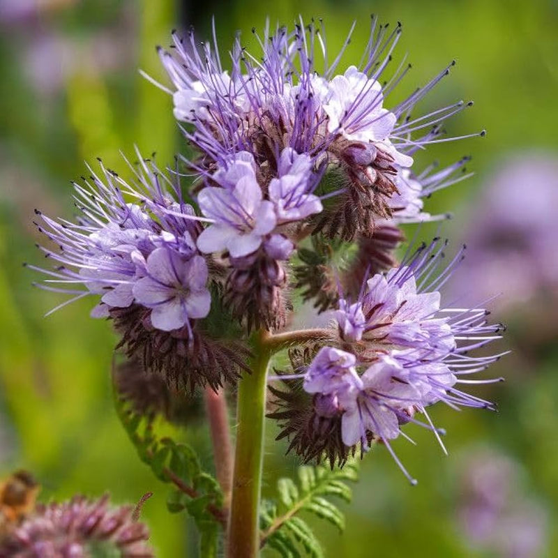 Violet Lacy Phacelia Seeds Flower seeds for Planting Easy to Grow Heirloom & GMO Free Seeds for Home Garden 
 
 Sale seeds for home garden planting