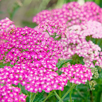 Cerise Achillea Flower seeds for Planting Sun Loving Heirloom & GMO Free Seeds for Home Garden 
 
 Sale seeds for home garden planting