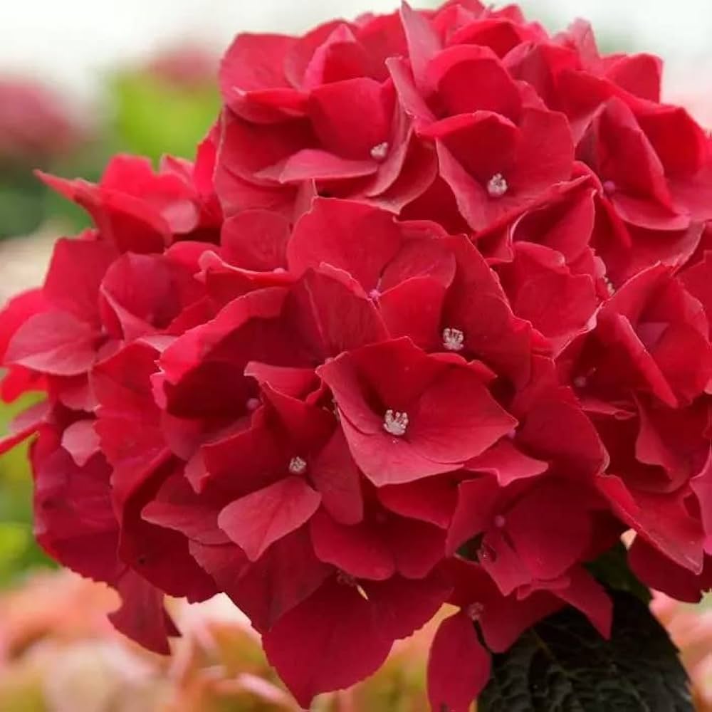 Deep Red Hydrangea Flower seeds for Planting Hardy Variety Heirloom & GMO Free Seeds for Home Garden 
 
 Sale seeds for home garden planting