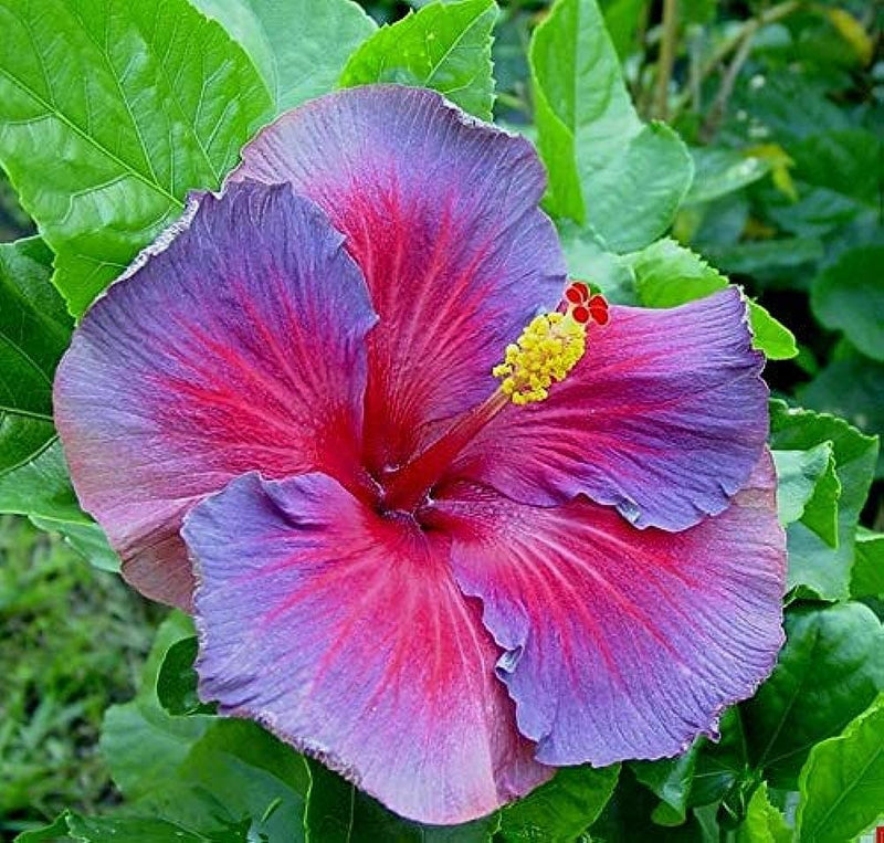Hibiscus Purple Pink Flower seeds for Planting - Low Maintenance, Heirloom & GMO Free Seeds for Home Garden
Sale seeds for planting in home garden