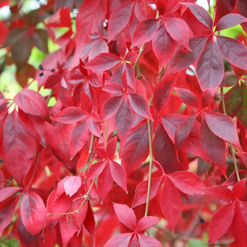 Parthenocissus Flower seeds for Planting Pollinator Friendly Heirloom & GMO Free Seeds for Home Garden
 
 Sale seeds for home garden planting