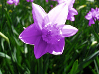 Daffodils Violet Flower seeds for Planting Garden Favorite Heirloom & GMO Free Seeds for Home Garden 
 
 Sale seeds for home garden planting