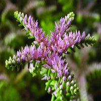 Pink Green Sedum Seastar Flower seeds for Planting Pollinator Friendly Heirloom & GMO Free Seeds for Home Garden 
 
 Sale seeds for home garden planting
