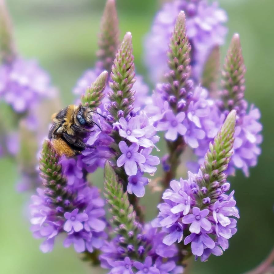 Vervain Hastata Flower seeds for Planting Seasonal Bloomer Heirloom & GMO Free Seeds for Home Garden 
 
 Sale seeds for home garden planting