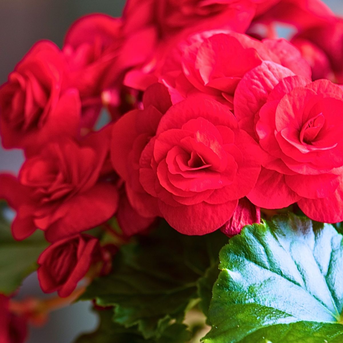 Red Begonia Flower seeds for Planting Compact Growth Heirloom & GMO Free Seeds for Home Garden 
 
 Sale seeds for home garden planting