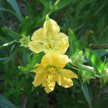 Yellow Heimia Flower seeds for Planting Shade Tolerant Heirloom & GMO Free Seeds for Home Garden 
 
 Sale seeds for home garden planting