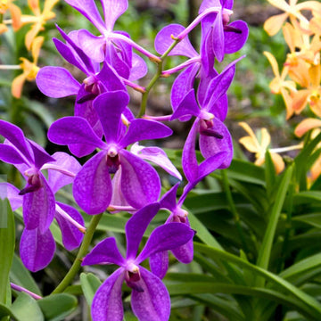Purple Ascocentrum Flower seeds for Planting - Low Maintenance, Heirloom & GMO Free Seeds for Home Garden
 
 Sale seeds for planting in home garden