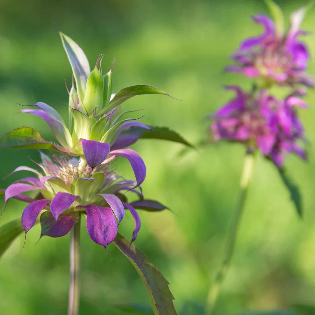 Purple Monarda Citriodora Flower seeds for Planting Bright Blooms Heirloom & GMO Free Seeds for Home Garden 
 
 Sale seeds for home garden planting