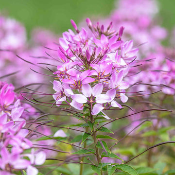 Pink Cleome Flower seeds for Planting Low Maintenance Heirloom & GMO Free Seeds for Home Garden 
 
 Sale seeds for home garden planting