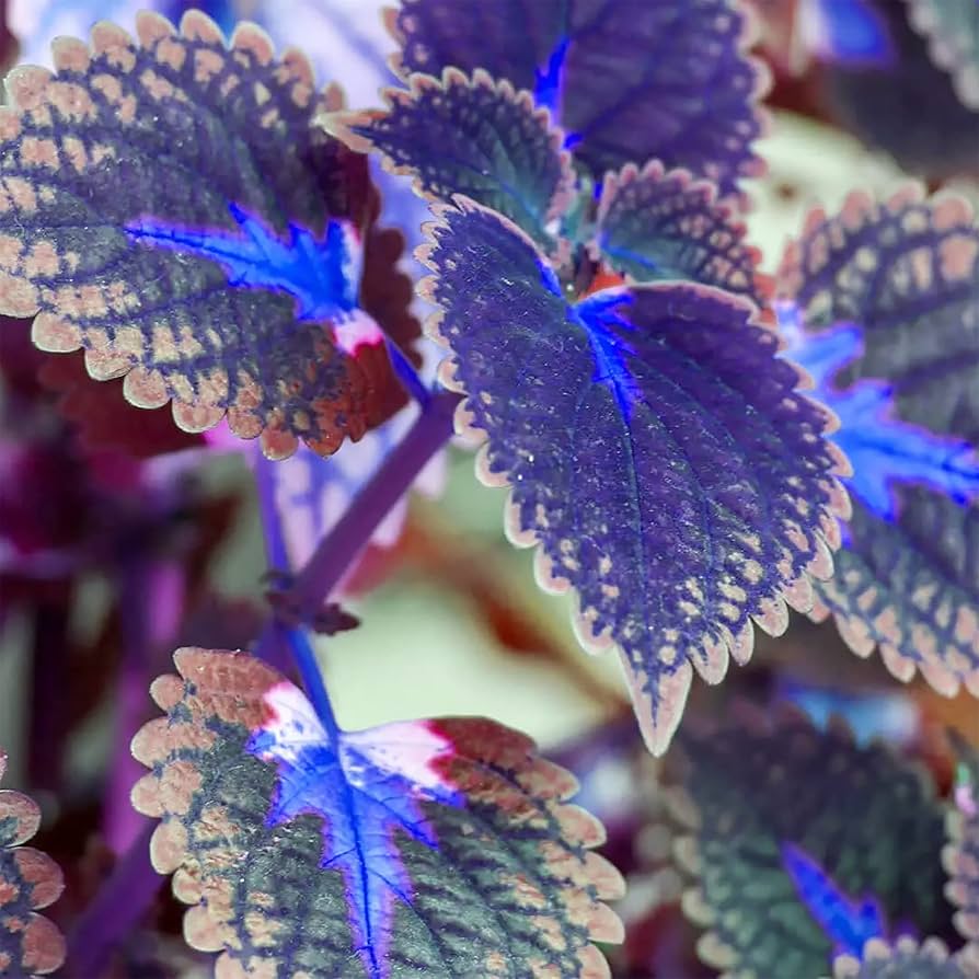 Deep Blue Coleus Flower seeds for Planting Garden Favorite Heirloom & GMO Free Seeds for Home Garden 
 
 Sale seeds for home garden planting