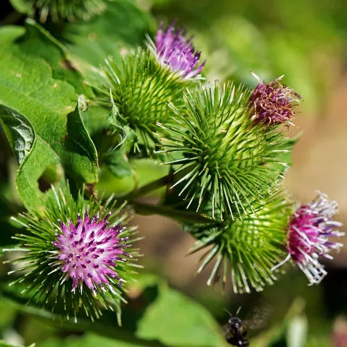 Granjas Bardana Flower seeds for Planting - Wildflower Mix, Heirloom & GMO Free Seeds for Home Garden
 
 Sale for planting in home garden