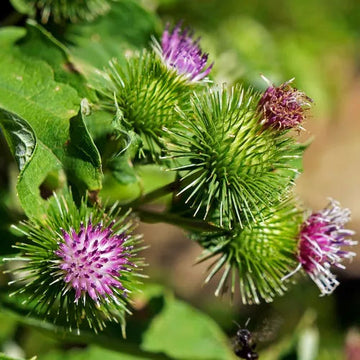 Granjas Bardana Flower seeds for Planting - Wildflower Mix, Heirloom & GMO Free Seeds for Home Garden
 
 Sale for planting in home garden