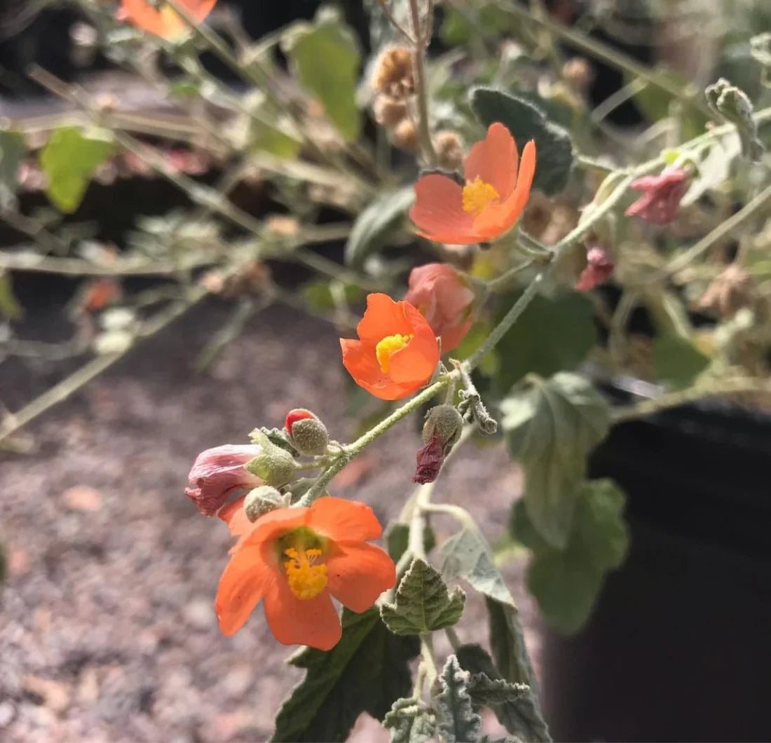 Globemallow Flower seeds for Planting Colorful Display Heirloom & GMO Free Seeds for Home Garden 
 
 Sale for planting in home garden