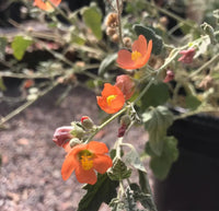 Globemallow Flower seeds for Planting Colorful Display Heirloom & GMO Free Seeds for Home Garden 
 
 Sale for planting in home garden